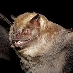 Brown bat
