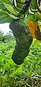 Developing fruit, Guam National Wildlife Refuge