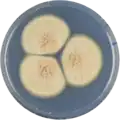 Aspergillus petrakii growing on CYA plate