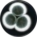Aspergillus pseudoviridinutans growing on CYA plate