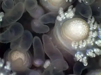 Pedicellaria and papulae of Asterias forbesi