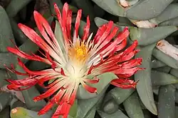 A red flower with many narrow petals in front of succulent gray-green leaves