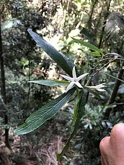 Flowers and leaves, northern NSW