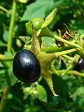 Atropa belladonna ripe berry in close-up
