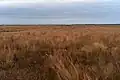 Attwater Prairie Chicken National Wildlife Refuge in November