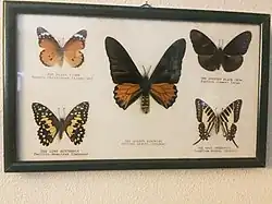 Mounted butterflies