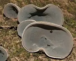 Auricularia cornea (Auriculariaceae)