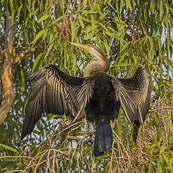 Female drying its wings