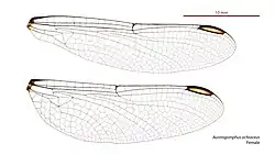 Female wings