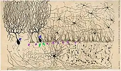 axo-axonic synapses in cerebellar cortex by Cajal