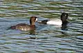 Lesser scaup (Aythya affinis)