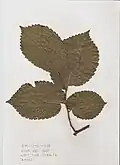 Pressed leaves of Hove Recreation Ground tree