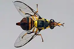 Adult