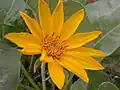 Bright orange-yellow petals are a distinguishing characteristic of Balsamorhiza sagittata