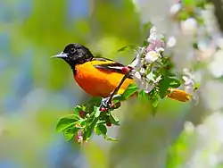 Baltimore oriole