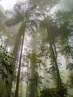 Dorrigo National Park, NSW.