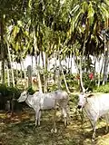 Coconut Farm