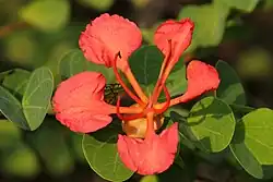 Flower of Bauhinia galpinii