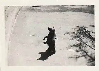 Single bear on hind legs