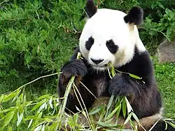 A panda eats bamboo