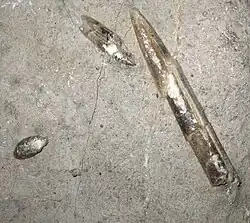 Belemnites fossils from Les Foies, in the Serra de l'Espina close to Alfara de Carles