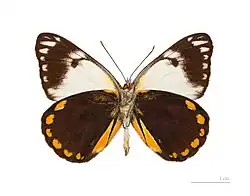 Female - ventral side