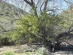 Berberis harrisoniana, the Kofa Mountain Barberry