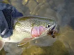Rainbow trout