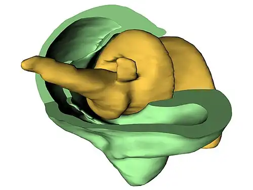 Diagram of the biological screw in the weevil Trigonopterus oblongus