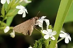 A small brown butterfly on a white flower