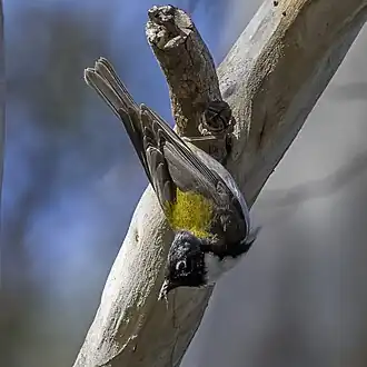 typical foraging position