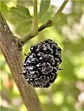 Morus nigra (black mulberry)