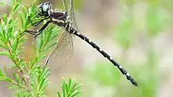 Male Mountain Tigertail with a cream stripe on the side of his body