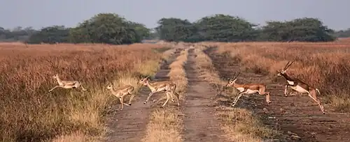 Blackbuck antelopes crossing a dirt road