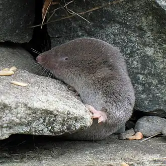 Gray shrew