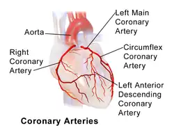 Illustration of coronary arteries