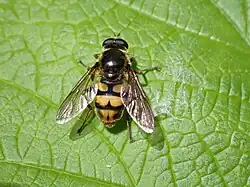 Western Wood Fly Blera scitula