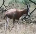 Blesbok
