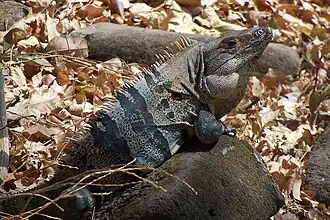 An adult male iguana basking in Santa Rosa National Park, Costa Rica