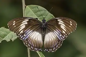 female H. s. salmacis, Ghana