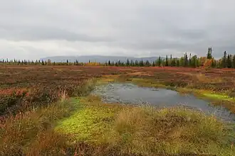 Boggy swamps of the Lovozero Massif