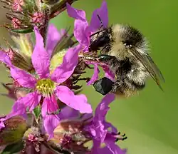 Pollinating shrill carder bee, Keila, Northwestern Estonia