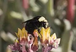Orange-yellow flowers with a Yellow-Faced Bumble Bee (Bombus vosnesenskii) pollinator