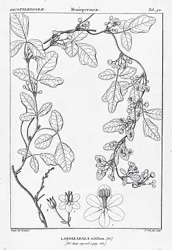 Black and while illustration of Boquila trifoliolata. Vines form an upside-down U-shape with three-lobed leaves arranged in bundles of 3 to 4.