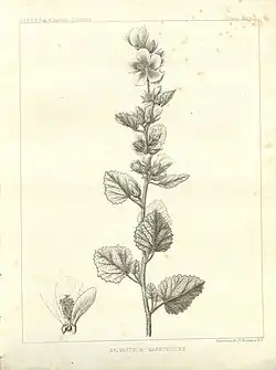A botanical print of Malacothamnus marrubioides, commonly known as Santa Clarita bush mallow