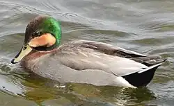 x Mareca strepera (Brewer's duck)