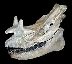 Megacerops, a brontotheriid