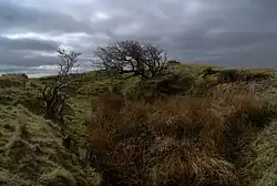 A darkly-lit image of a grassy hill rising above a depression. Long grass is growing in the foreground, and two leafless, gnarled trees are growing in the background. Sunlight is breaking through gaps between storm clouds in the sky.