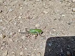 A green insect with antennae and bent legs, on the ground.