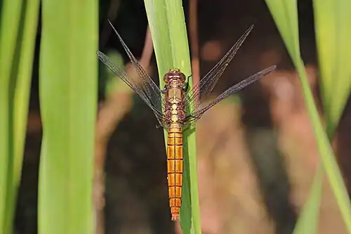 female, India